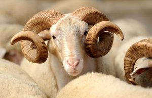 Vrijeme je nabavki kurbana