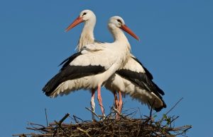 Tulipan i Lala-romantični pernati živinički par