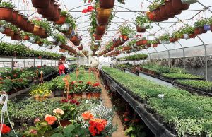 MZ Bašigovci: Proizvodnja cvijeća porodice Čaušević