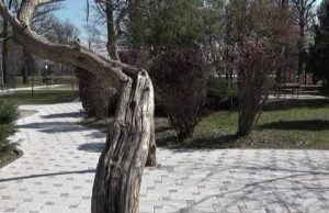 ŽIVINICE DANAS 15.04.2020.