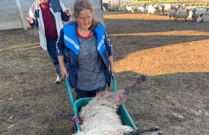 Psi lutalice poklali više od 30 ovaca