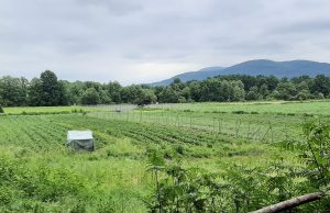 Proizvođači korinišona pogođeni nevremenom