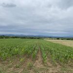 IMG-c103d589cd546932a54ccaa45c66328d-V