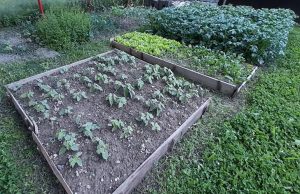 Dugotrajna kiša i poljoprivreda