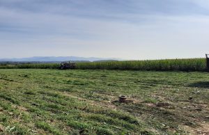 Hoće li biti dovoljno silaže ove godine?