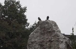 ŽIVINICE DANAS 07.10.2020.