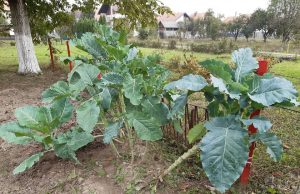 Raštan – najzdravije povrće na svijetu