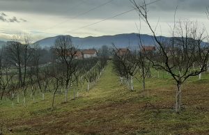 Vrijeme je zimske rezidbe voća