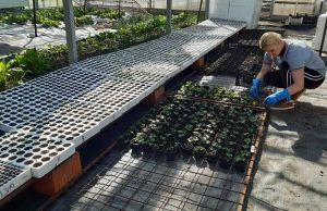 U firmi ˝Radom za budućnost˝ vrše pripremu rasada povrća i cvijeća