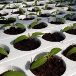 received_751869249079460