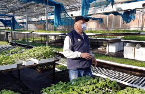 Rasadi u stakleniku porodice Adrović spremni za prodaju