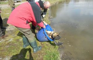 UGSR “Mrena”: Poribljavanje