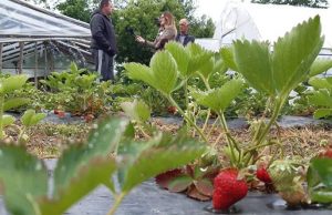 Proizvodnja jagode u MZ Gračanica