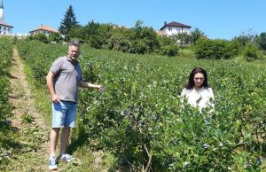 Na 3.5 dunuma zemljišta porodica Butković proizvodi borovnicu