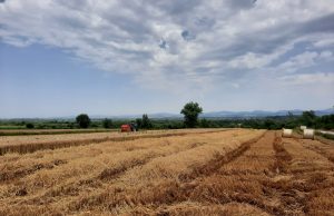 Ratarstvo: Uspješna godina za pšenicu