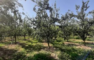 Meho Čaušević prije 14 godina zasadio voćnjak