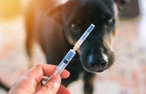 Svjetski dan borbe protiv bjesnila