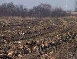 Poljoprivredni radovi u januaru