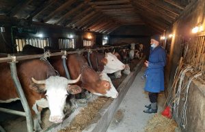 Predsjednik Udruženja poljoprivrednika ratarske i stočarske proizvodnje TK: Mljekarstvo na koljenima