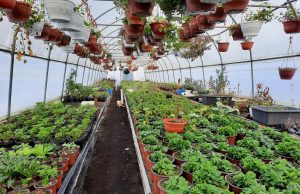 Cvjećar Ferid Čaušević radi punim kapacitetom i tokom zime