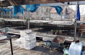 Rasad vrhunske kvalitete, iz staklenika Adrovića, spreman za kupce