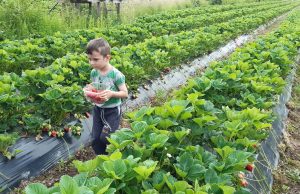 Zeir Džankić iz Svojata – veliki uzgajivač jagode vrhunske kvalitete