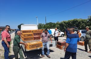 LD Toplica Živinice pustilo 350 fazana u lovišta