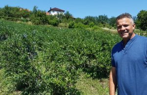 Tufine borovnice vrhunske kvalitete