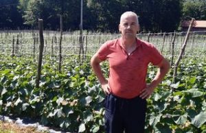 Jasmin Selimović – uspješan proizvođač krastavca kornišona