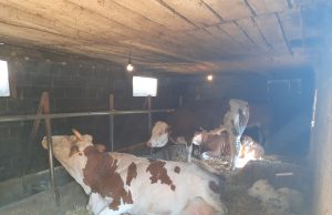 Ahmet Butković jedan od većih proizvođača mlijeka iz Lukavice Donje