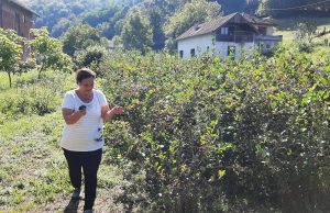 Plantaža aronije Kate Matić