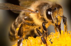 Prikupljanje meda za Medena Tuzla i Centar Vrati mi osmijeh Živinice