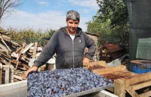 Ekspert za proizvodnju suhe šljive Amir Čičkušić