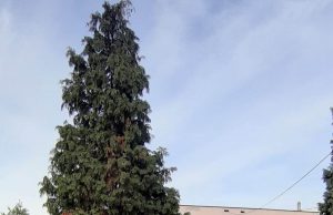 Eko sekcija Prve osnovne škole obilježila Međunarodni dan ekološkog pokreta