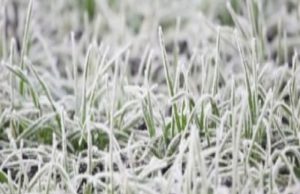 Stigao je i mraz, još nije kasno da se biljke zaštite