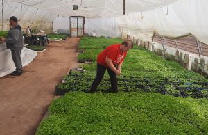 Porodica Kozarević iz Gračnice uspješno se bavi plasteničkom proizvodnjom