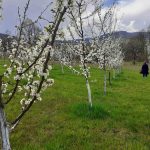 IMG-8c0cf562756253d702c33ff18286d949-V