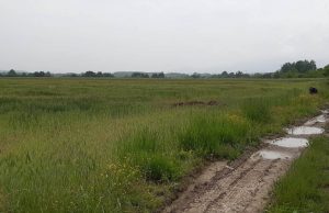 Početak žetve pšenice – prinosi i kvalitet ispod očekivanog