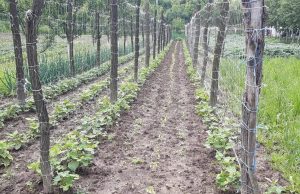 Kišne padavine prave probleme poljoprivrednicima