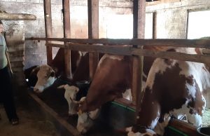 Sloga i marljivost – filozofija uspjeha Farme “Hodžić” iz Gornje Lukavice