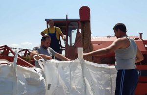 Prinosi pšenice od ovogodišnje žetve ne prelaze 50% od optimalnih i planiranih