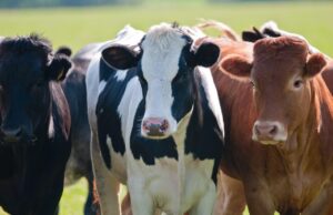 Aflatoksin u mlijeku na farmi u Dubravama Donjim