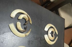 U LD “Toplica” Živinice izvršena porcjena trofejne vrijednosti kljova divljih veprova