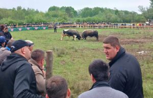 Na Toplici održana korida bikova