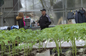 Kvalitetni rasadi po povoljnim cijenama u stakleniku Adrović