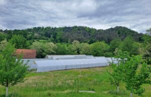 Uspješna plastenička proizvodnja porodice Pepić