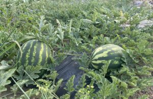 Proizvodnja lubenice u Lukavici Gornjoj