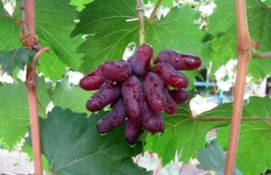 Edvin Behaderović iz Živinica kroz svoj primjer potiče druge da uzgajaju vinovu lozu