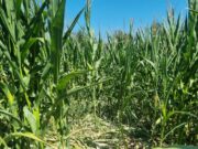 Divlje svinje i suša pustoše parcele i ove godine! Vapaj poljoprivrednika vlast ne čuje ?!