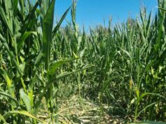 Divlje svinje i suša pustoše parcele i ove godine! Vapaj poljoprivrednika vlast ne čuje ?!